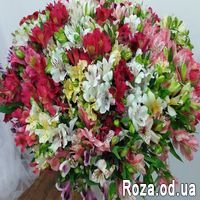 101 multi-colored alstroemerias - Photo 1