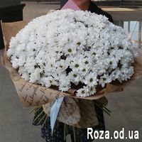 51 ромашковая хризантема - Фото 2
