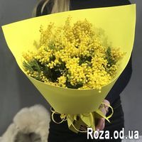 9 веток мимозы - Фото 1