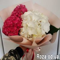 Multi-colored hydrangeas - Photo 1