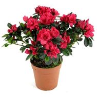 Азалия