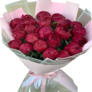 27 бордовых пионов