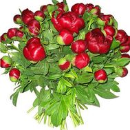 39 бордовых пионов