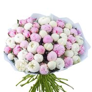 55 белых и розовых пионов