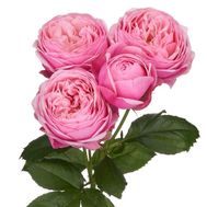 Роза пионовидная Silva pink