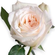 Роза пионовидная White OHara