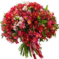 101 разноцветная альстромерия