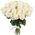 31 white rose