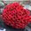 101 red rose 70 cm - view 1