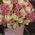 101 white and pink rose in box 1