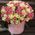 101 white and pink rose in box 2
