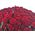 101 red rose 80 cm 2