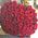 101 red rose 80 cm 3