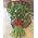 101 red rose 80 cm 4