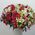 101 multi-colored alstroemerias 1