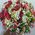 101 multi-colored alstroemerias 2
