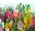 101 multi-colored alstroemerias 5