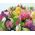 101 multi-colored alstroemerias 7