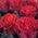 149 roses of El Toro 1
