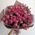 15 bush roses 2