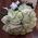 25 white roses in a bouquet 1