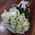 25 white roses in a bouquet 3