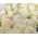 25 white roses in a bouquet 4
