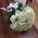 25 white roses in a bouquet 5