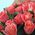 25 peach roses 1