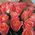 25 peach roses 2