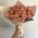 25 peach roses 5