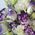 Букет эустом в коробке 4