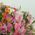 Bouquet of 21 alstroemerias 2
