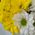 Small bouquet of chrysanthemums 2
