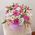 Flowers in a hat box 7