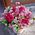 Flowers in a hat box 8