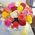 Roses in a Hat Box 5