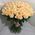 101 cream rose 60 cm 3