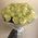25 white roses in a bouquet 6