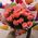 25 peach roses 6