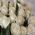 Bouquet of 29 white roses 1