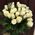 Bouquet of 29 white roses 3