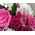 Flowers in a hat box 11