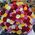 Multicolored roses 1