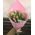 11 multicolored tulips 1