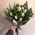 15 tulips 1