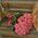 45 pink roses 1