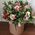 Alstroemeria in the box 3
