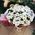 11 chamomile chrysanthemums 1