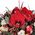 Christmas composition with amaryllis 1